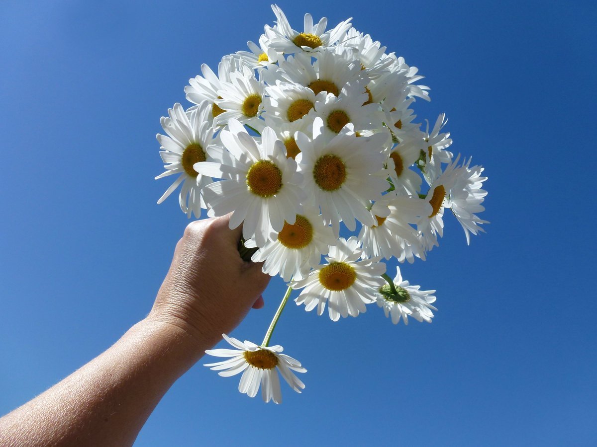 Букет ромашек в руках