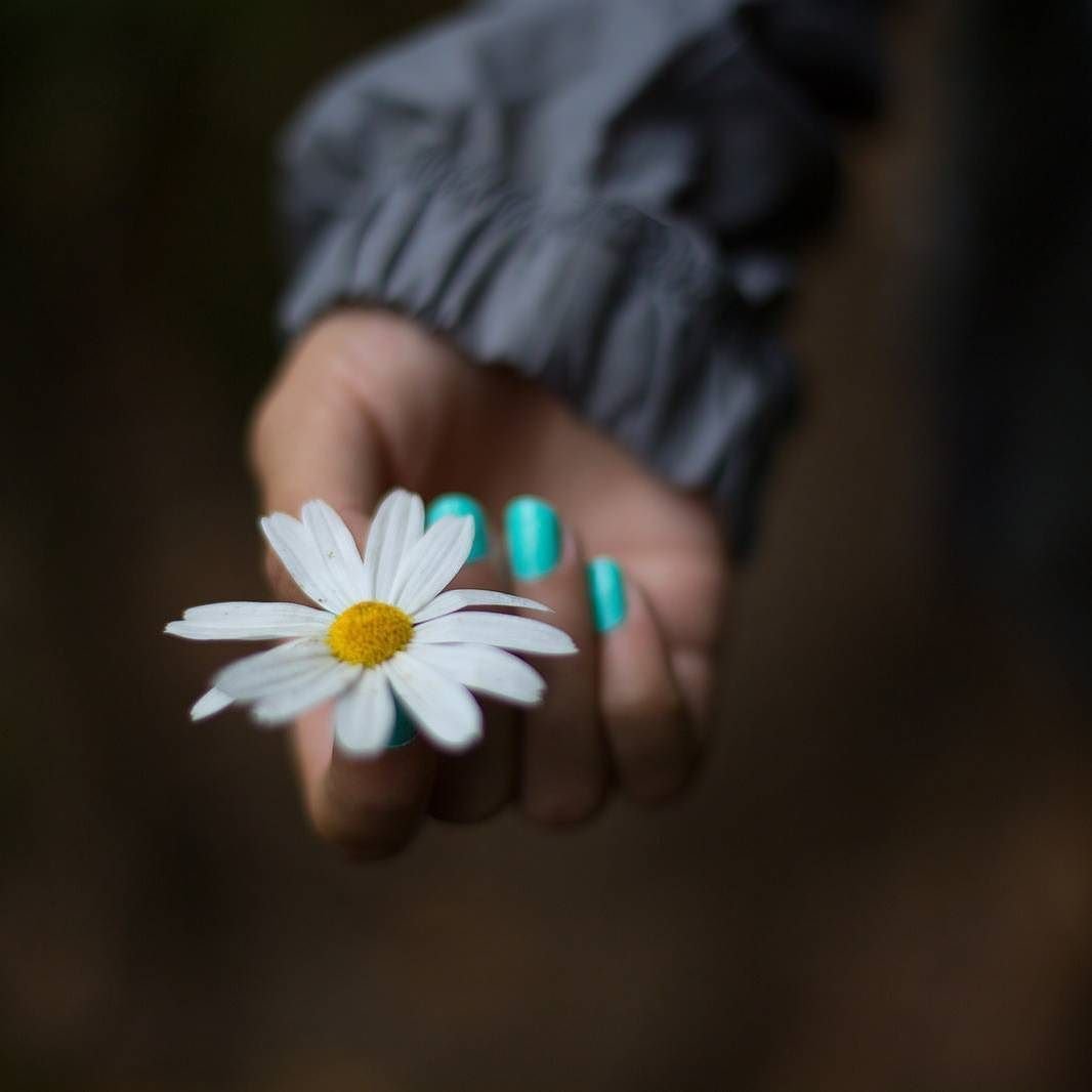 Ромашки цветы в руках