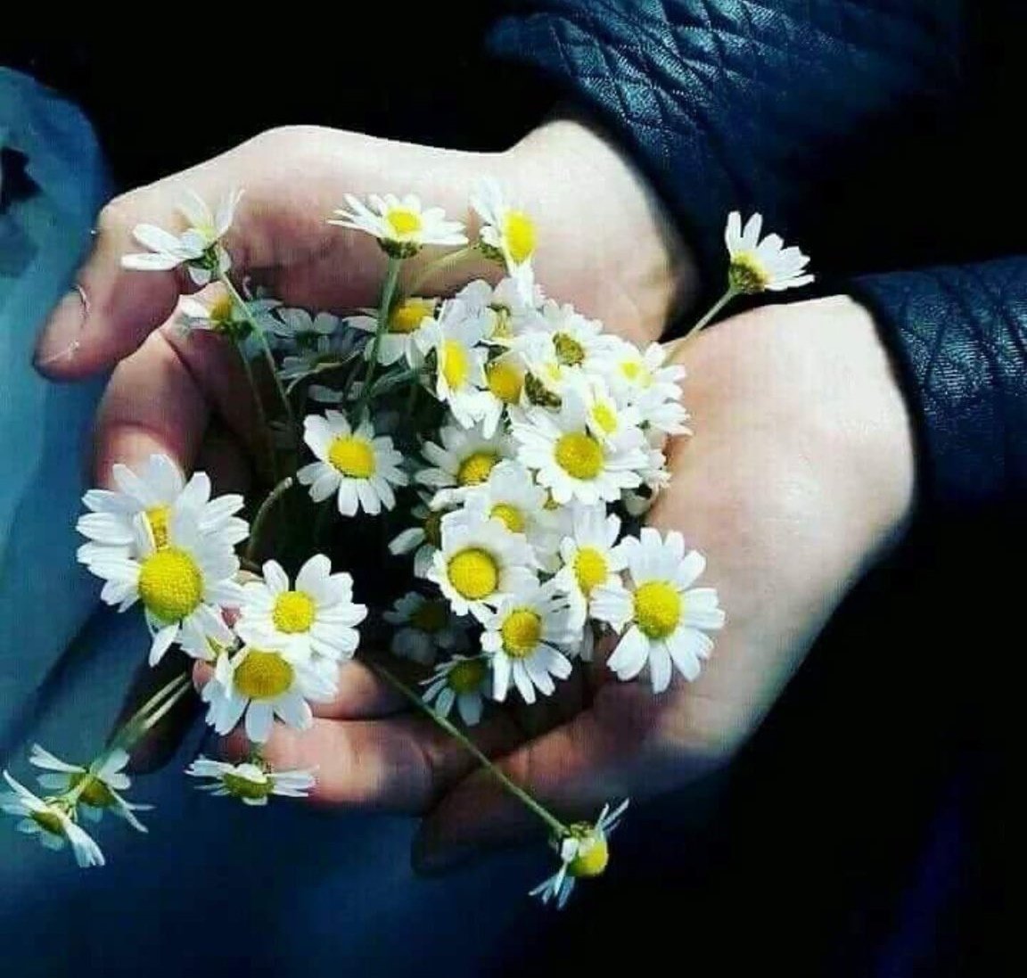 Цветы в ладонях