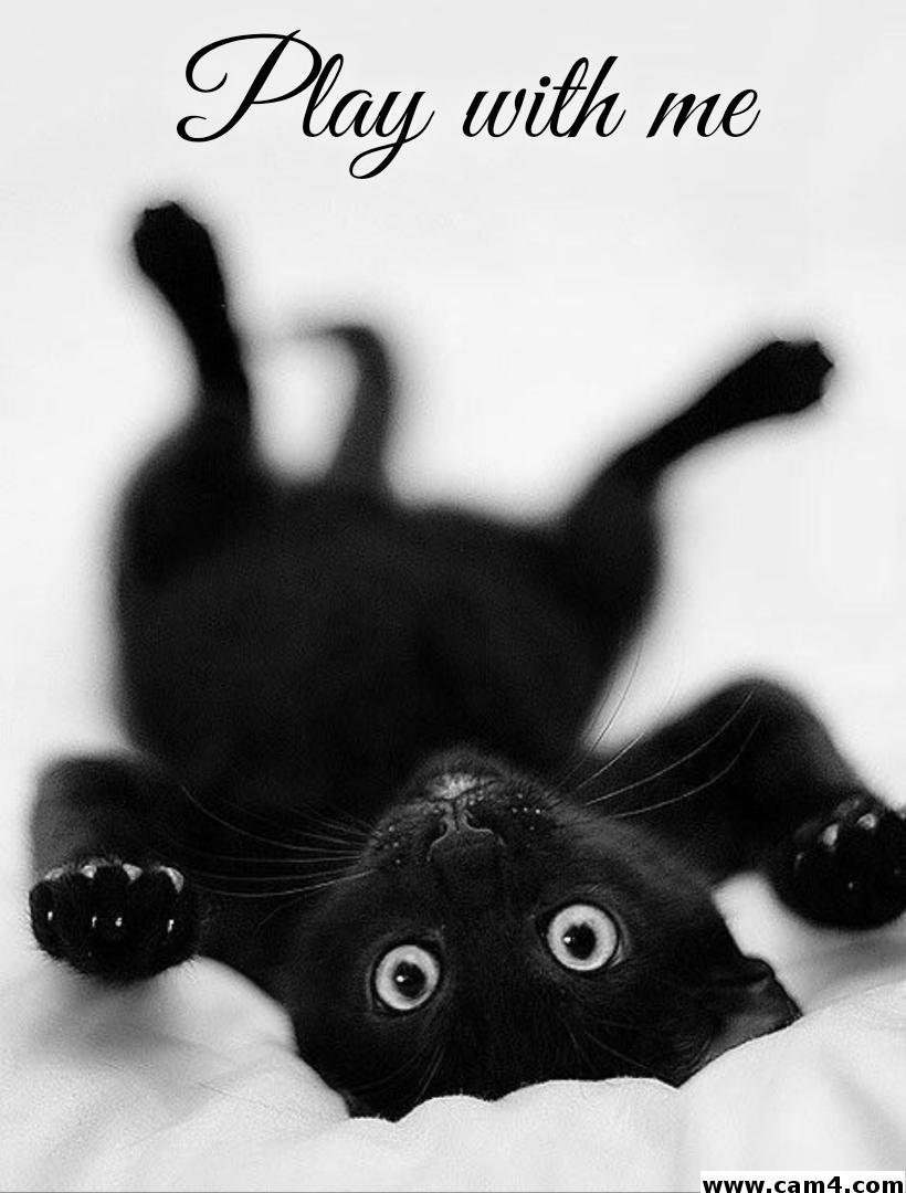 Черная киса