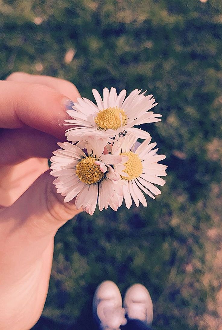 Букетик ромашек в руке