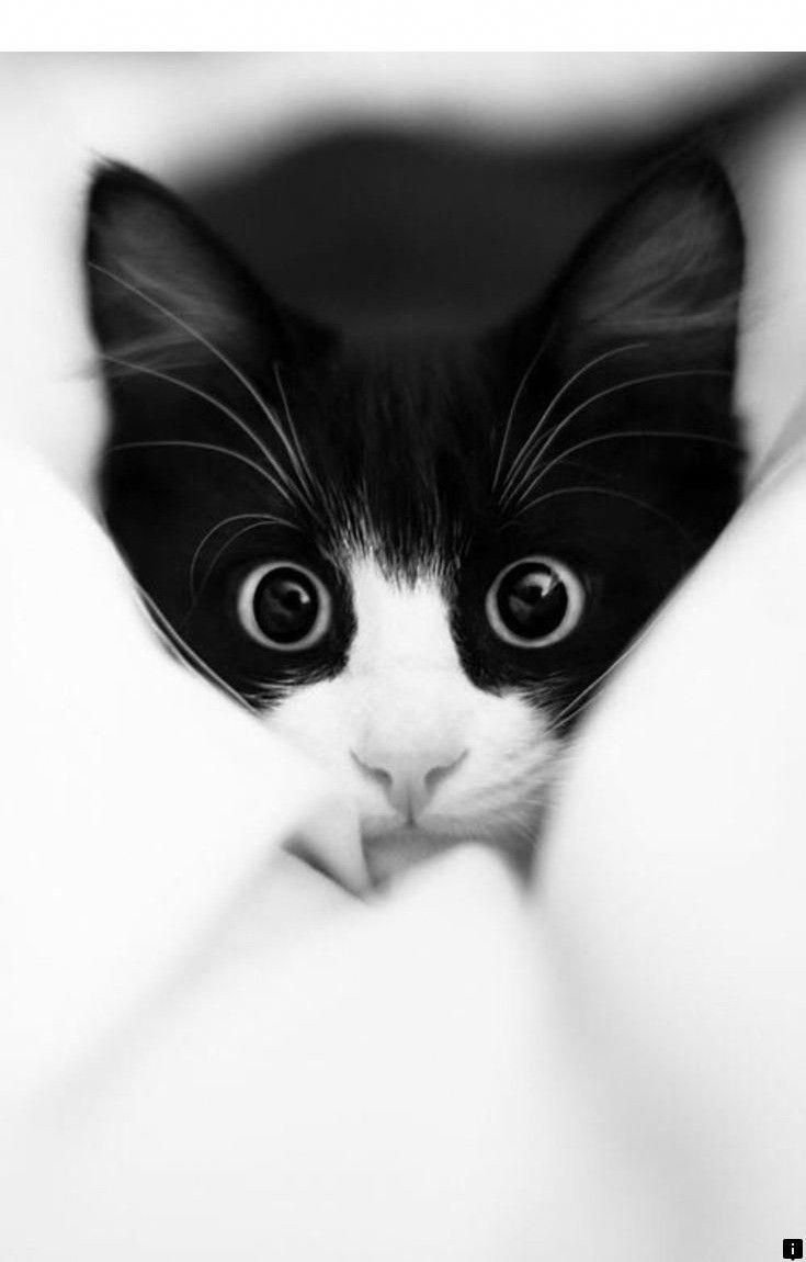 Черный котенок