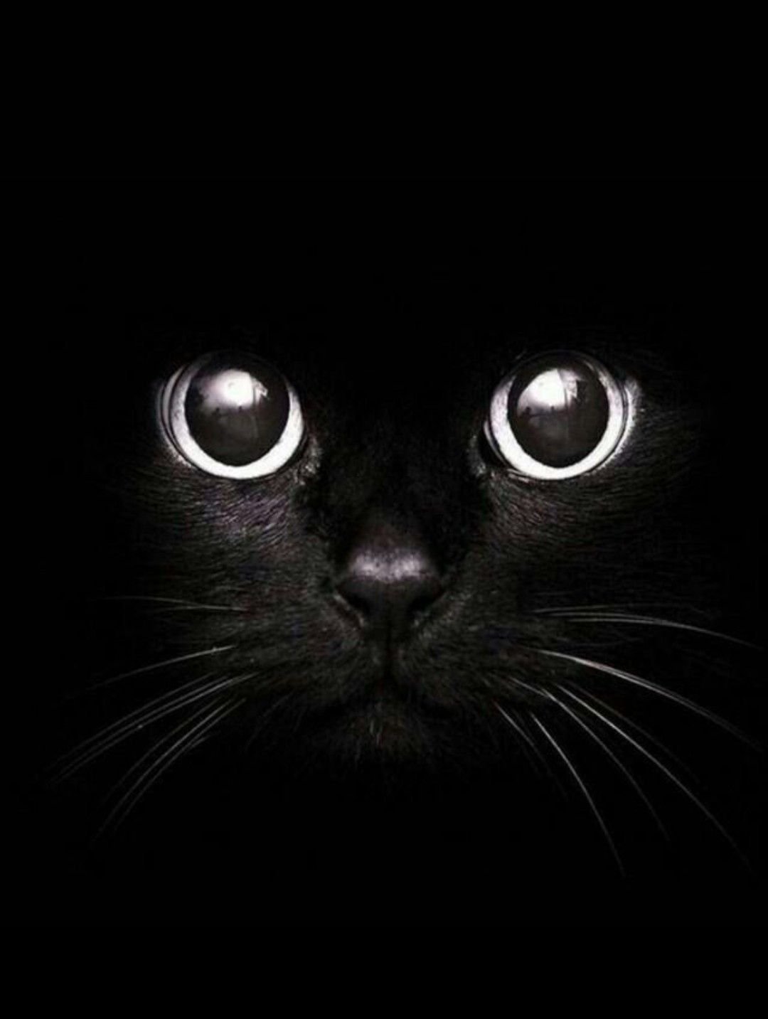 Котята на аватарку