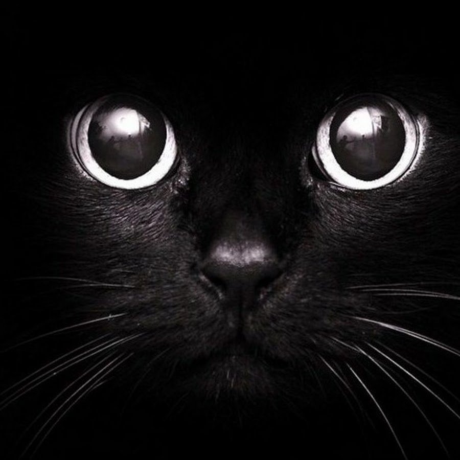 Котики в прямоугольном виде обои