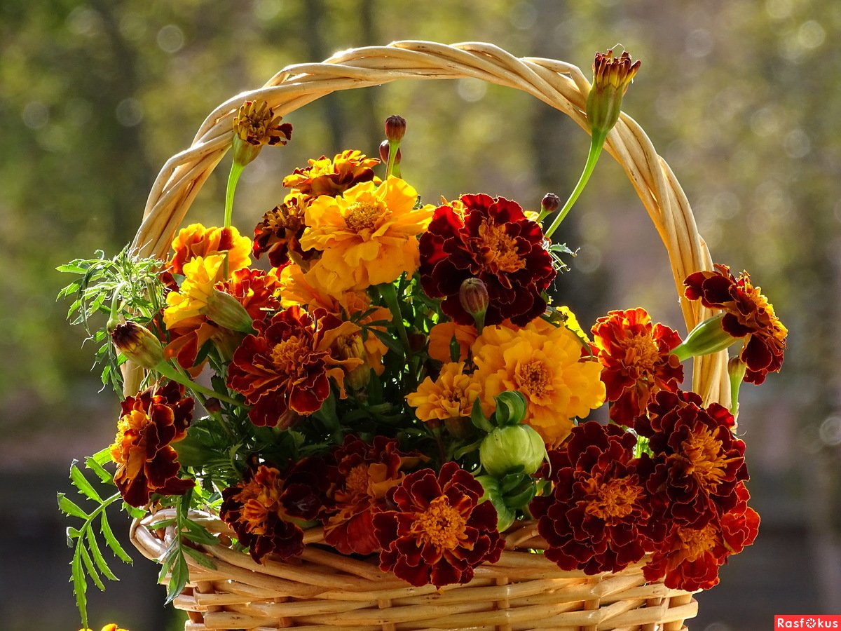 Цветы бархатцы букет