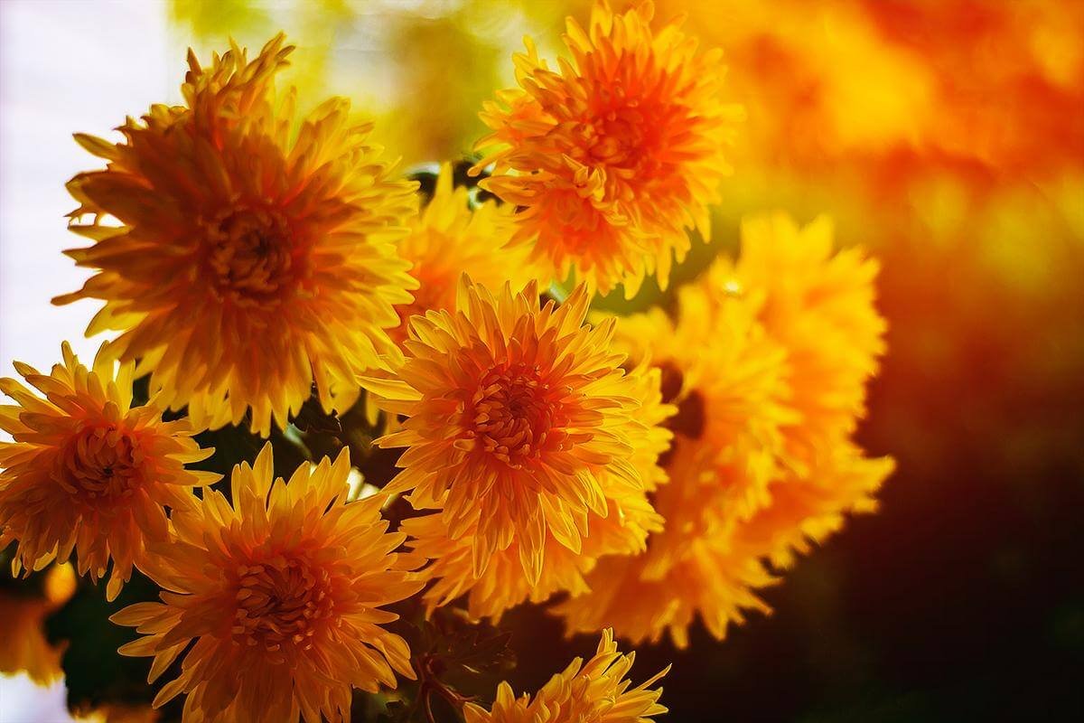 Хризантема Белла оранж