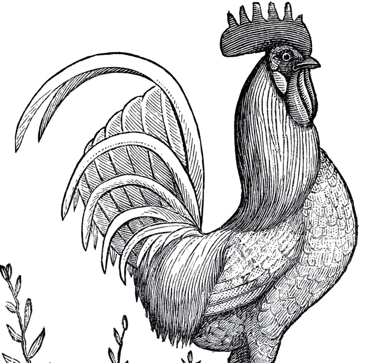 Петушок силуэт