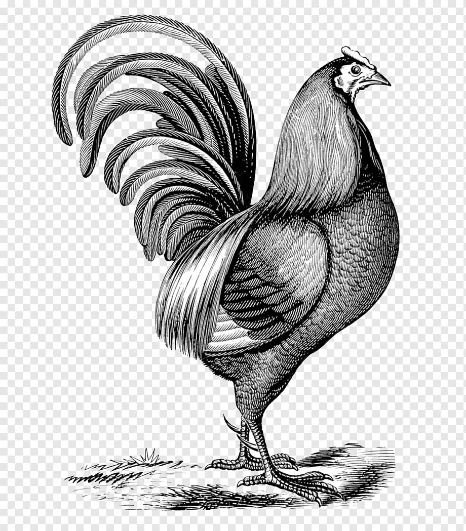 Петух рисунок