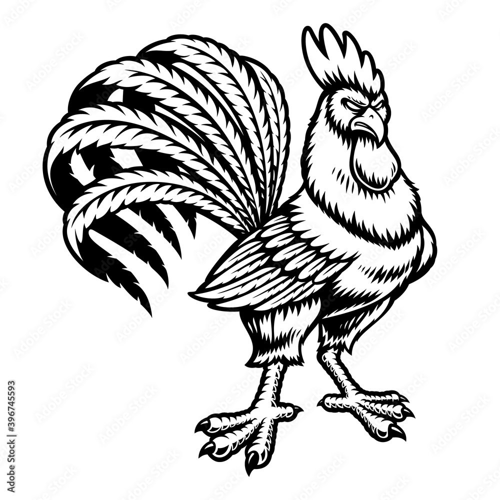 Петух с белым гребнем
