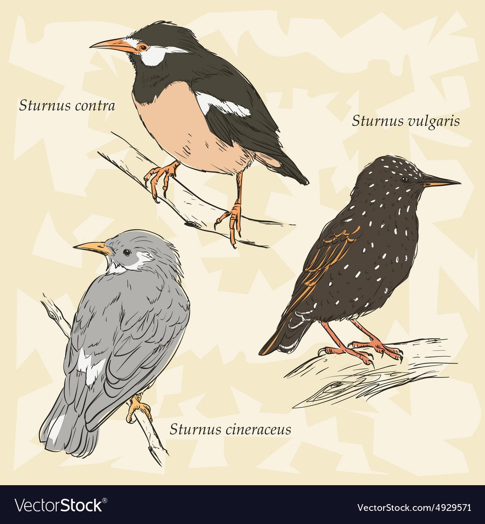 Стилизованный скворец