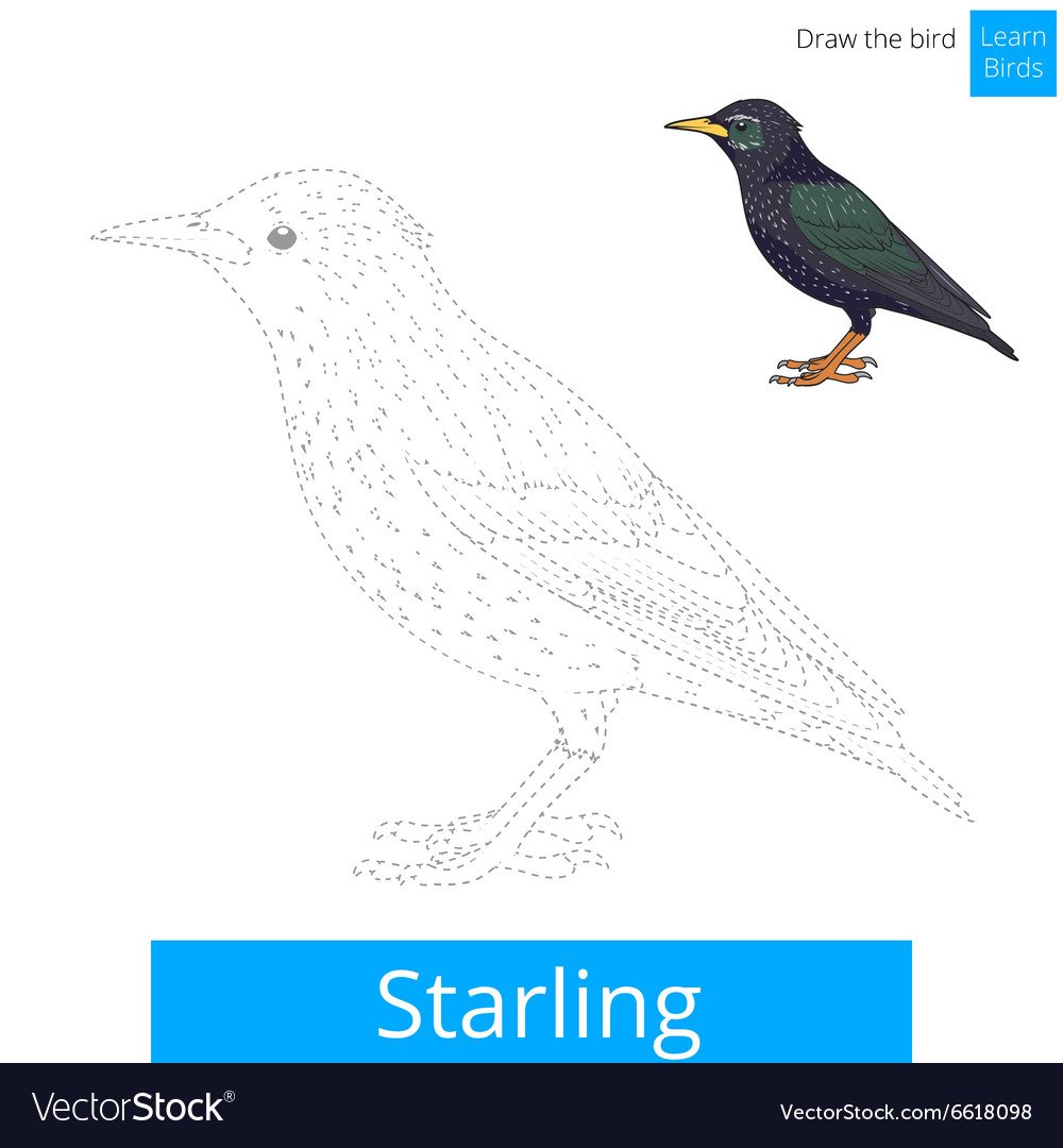 Скворец рисунок для детей