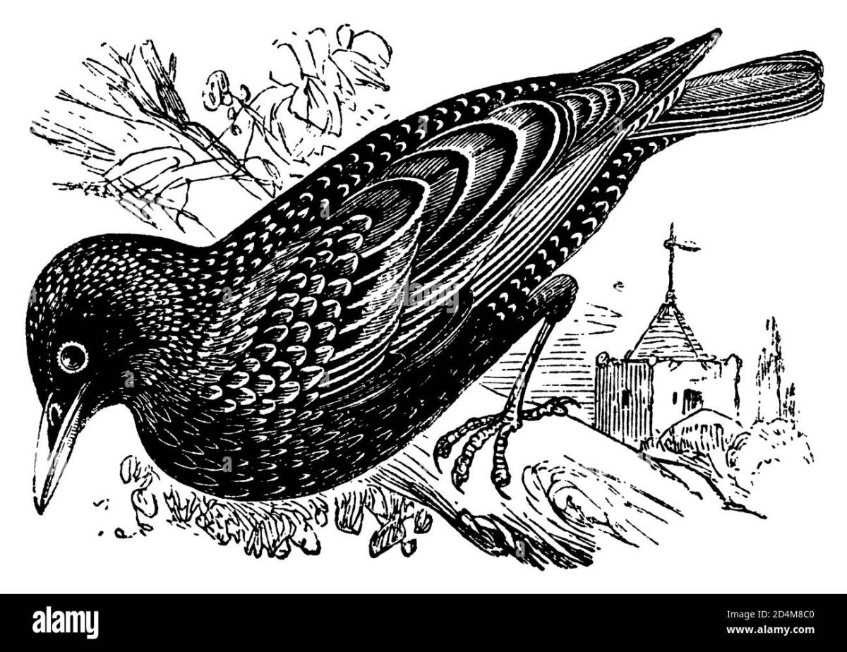 Перелетные птицы скворец для детей