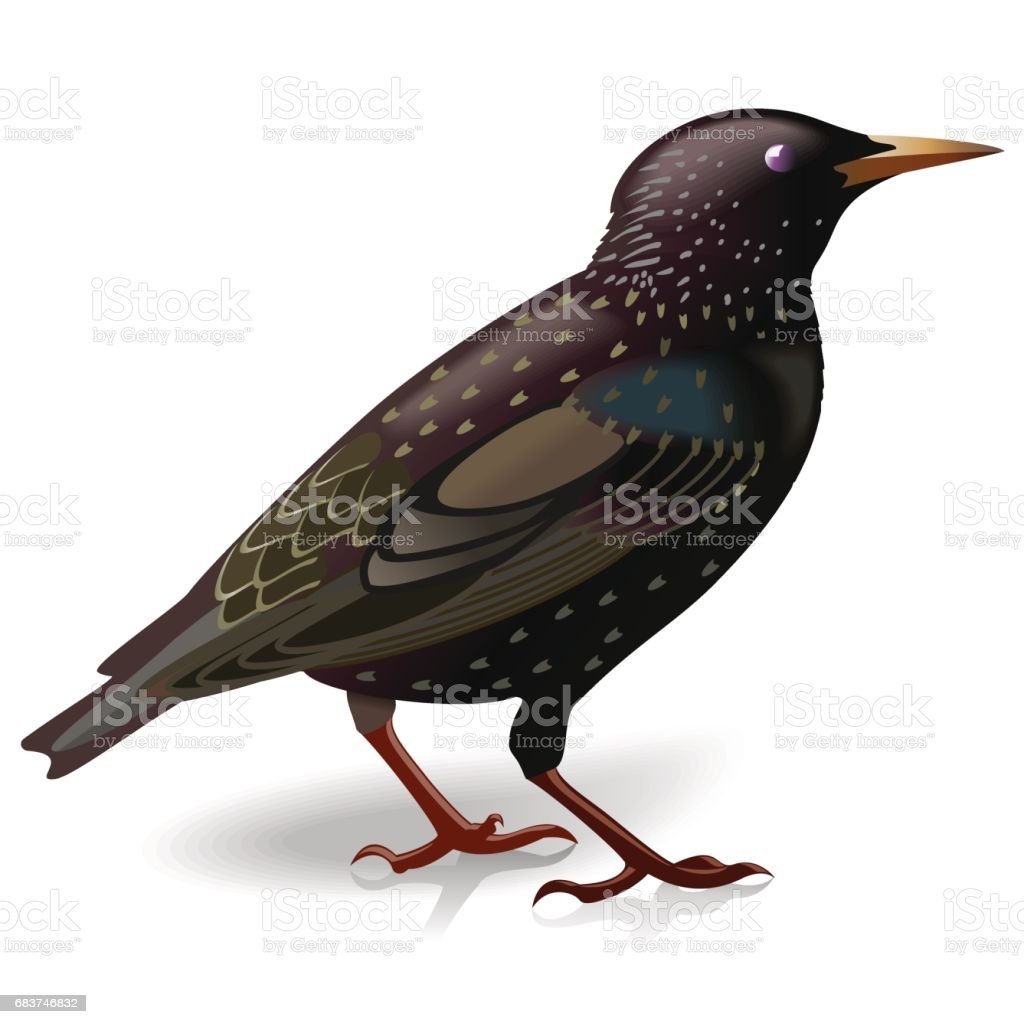 Скворец на белом фоне