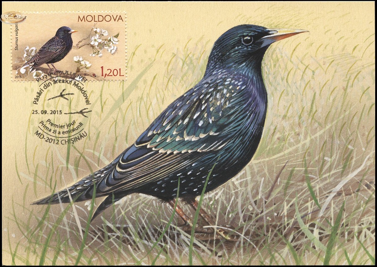 Скворец картина