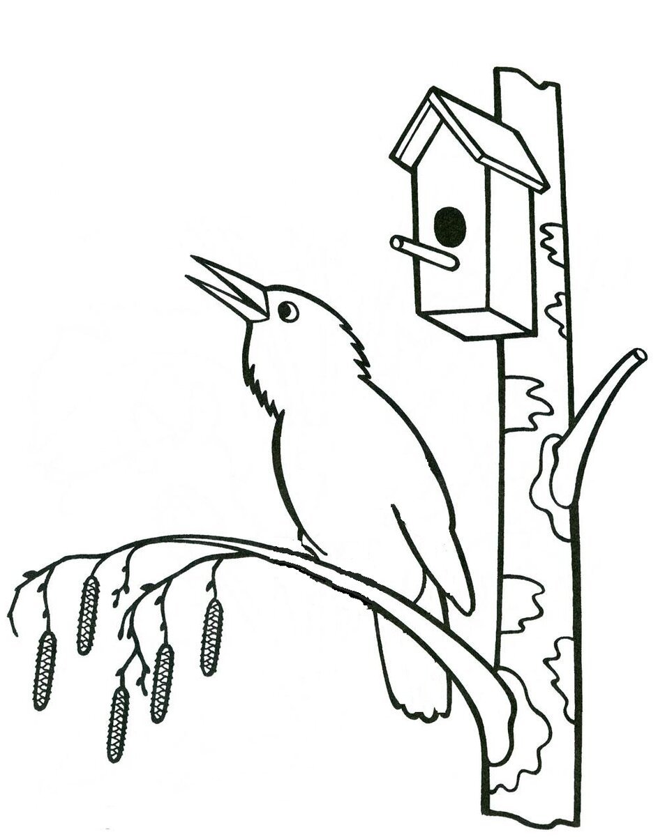 Певчий скворец