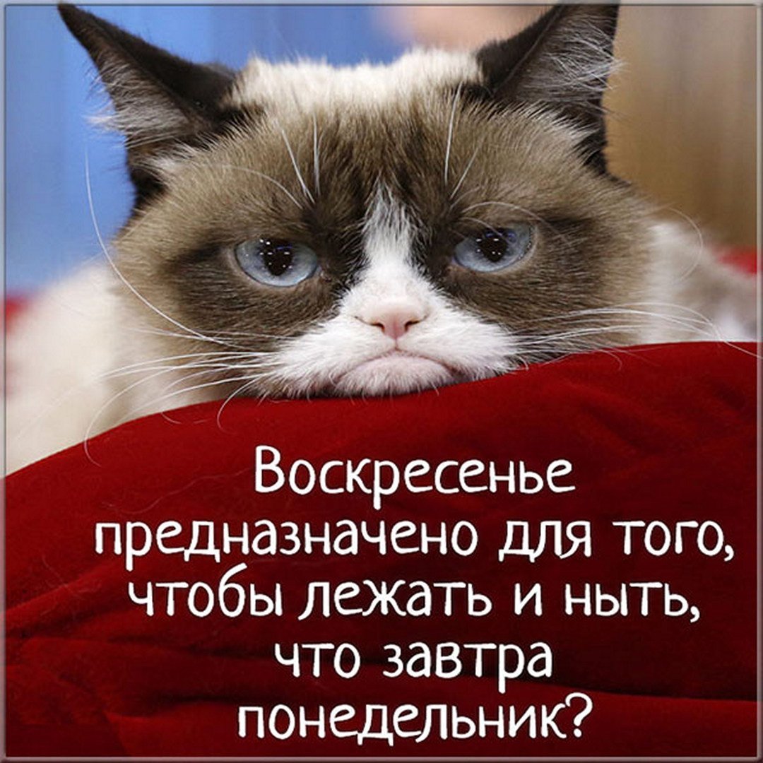 Угрюмый кот Тард