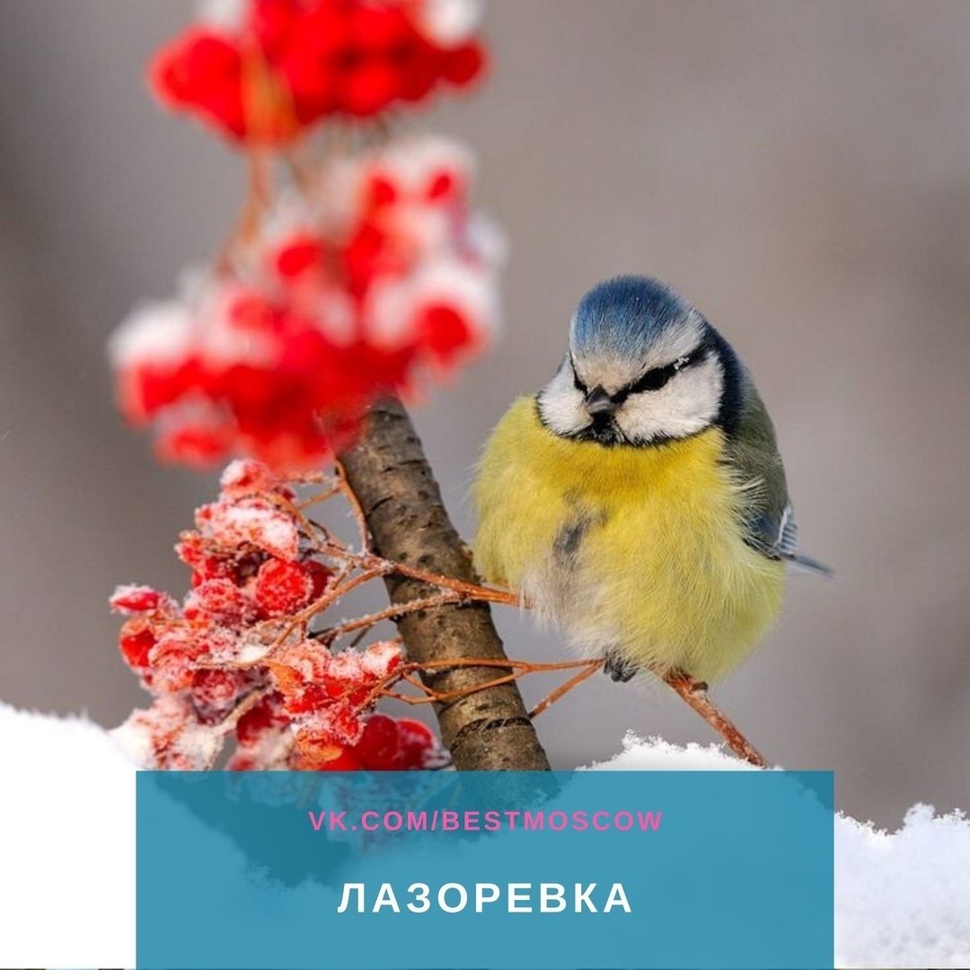 Добрлго зимнешо дегечка