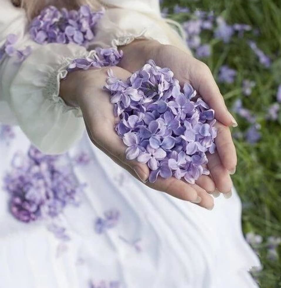 Нежные цветы в руках