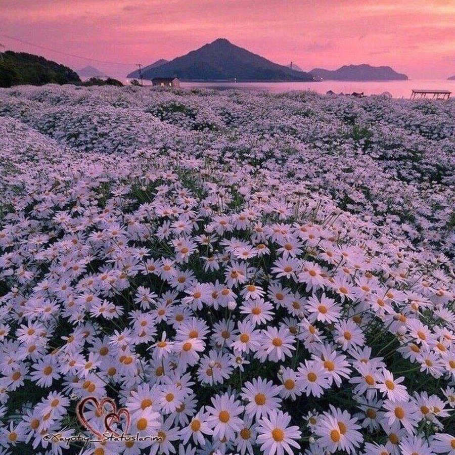 Эстетика природы ромашки