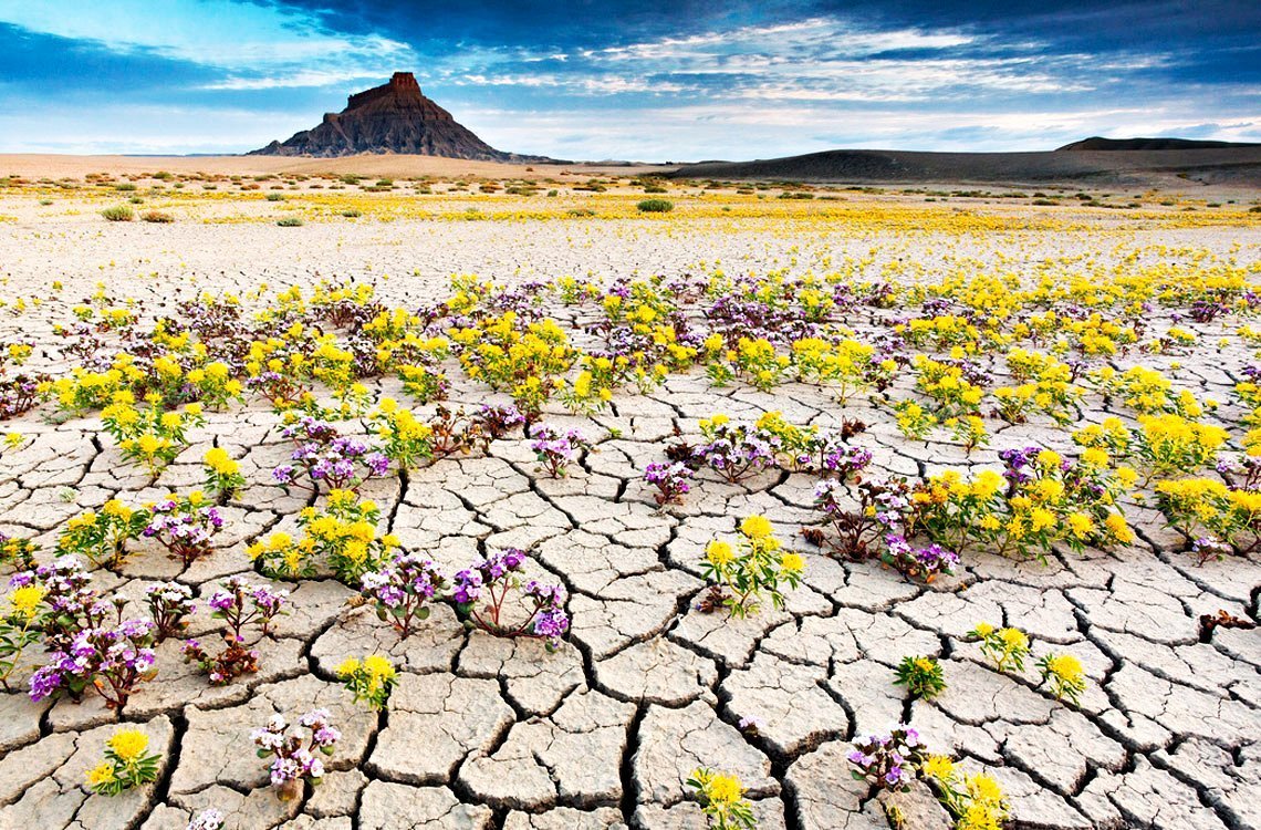Пустыня Анза Боррего