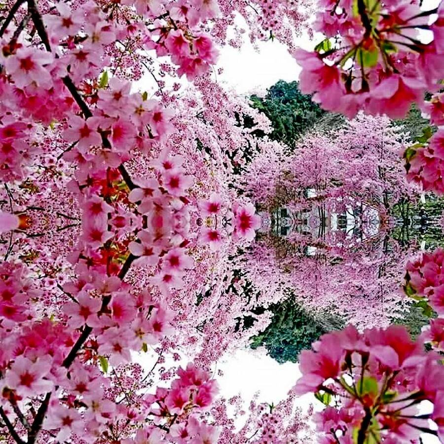 Слив Сакуры