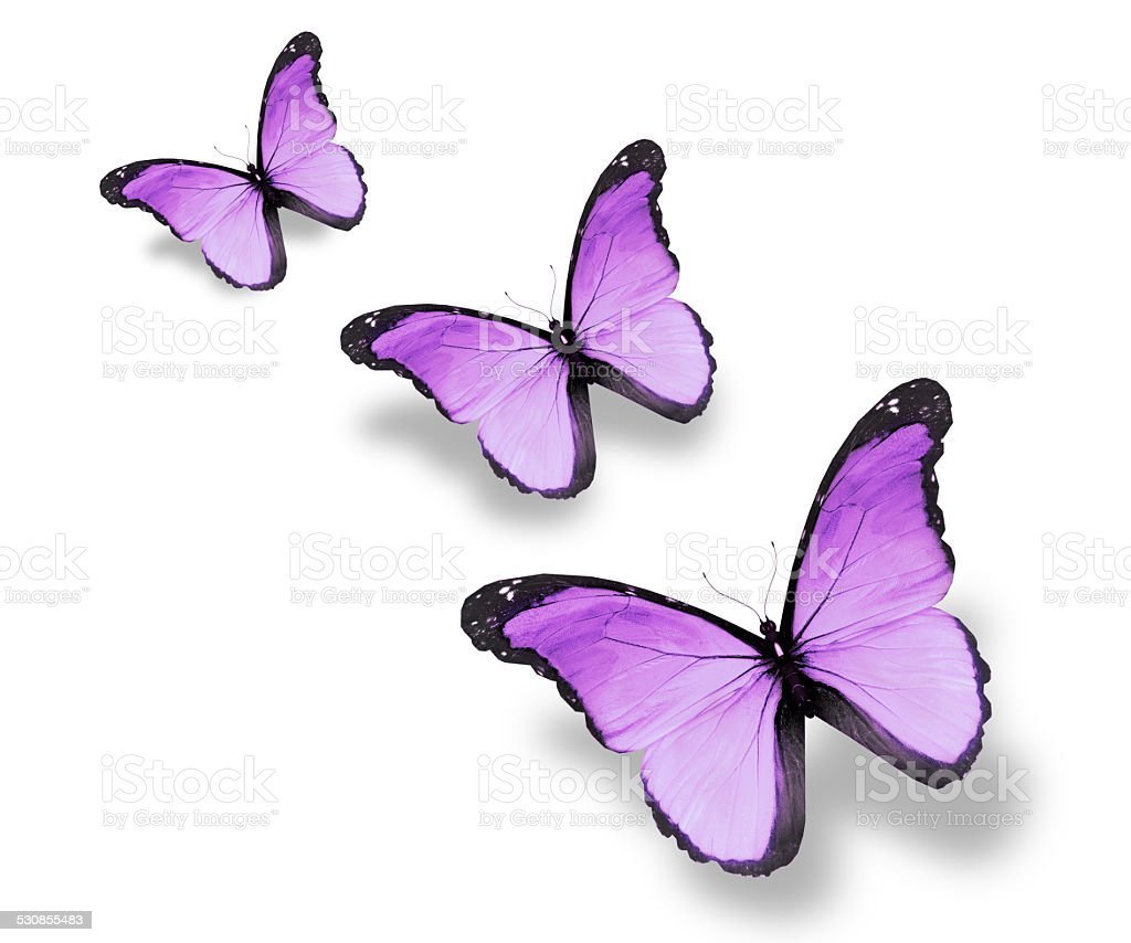 Бабочки светло фиолетовые