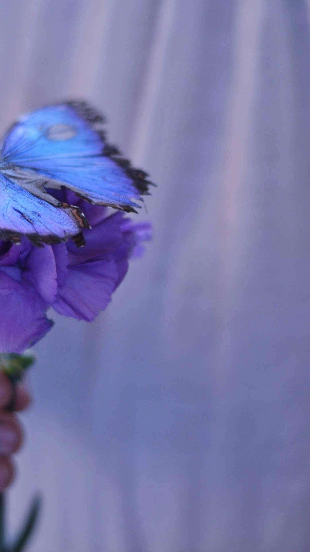 Бабочки фиолетового цвета