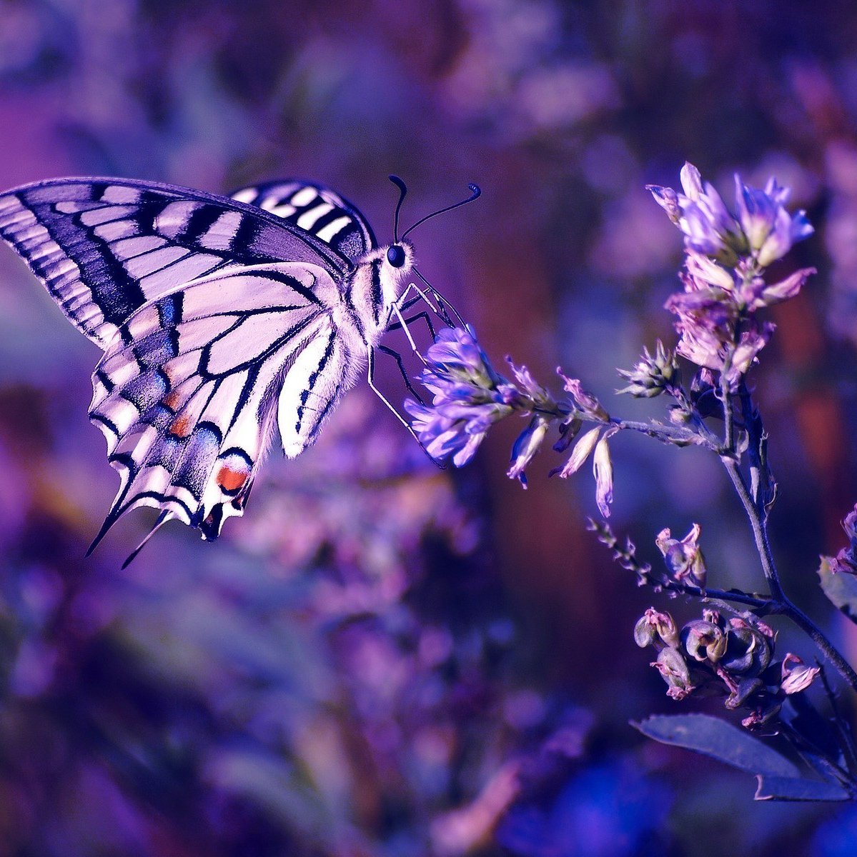 Сиреневые бабочки