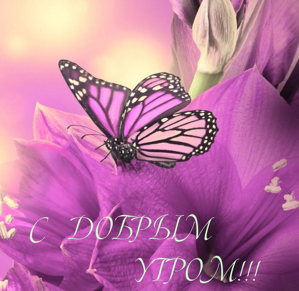 Бабочка фиолетовая