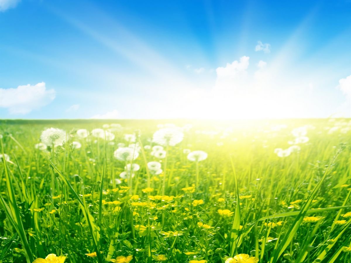 Лето трава солнце