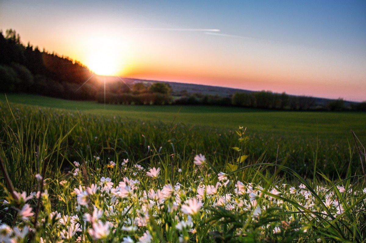 Поляна с лютиками