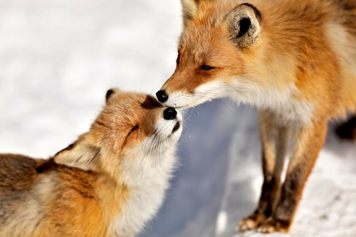 Лисья нежность