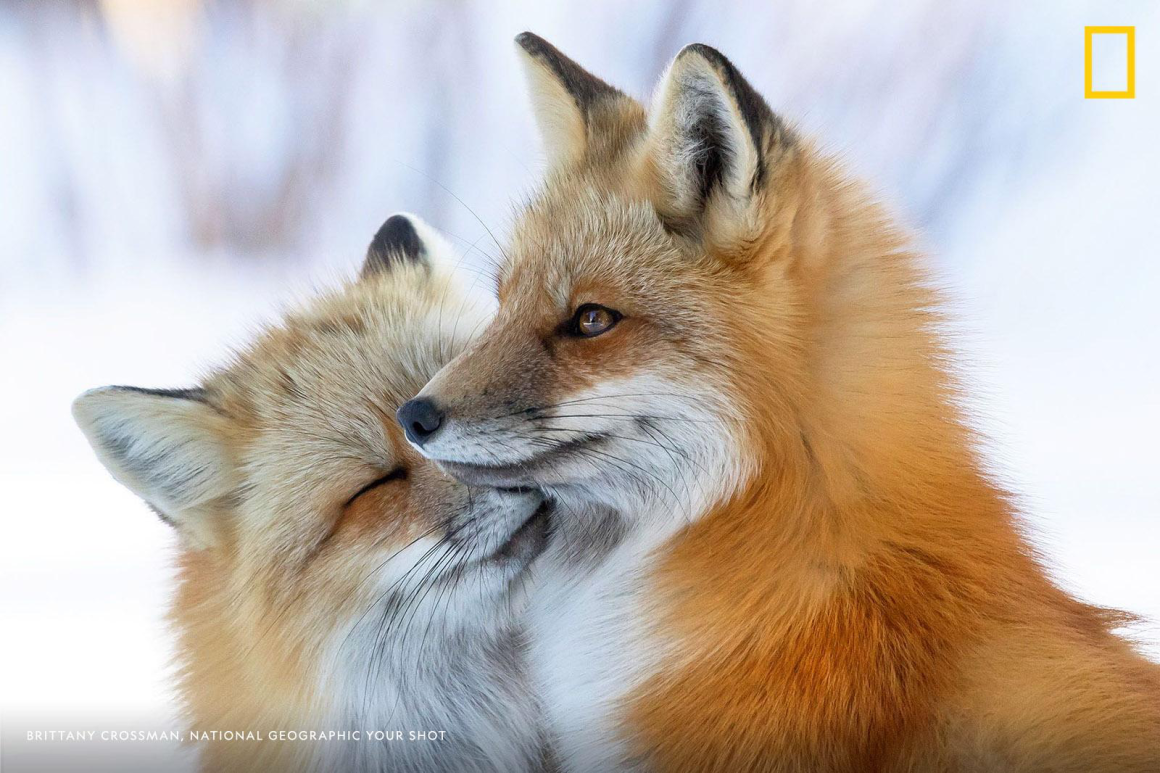 Любимый Лис