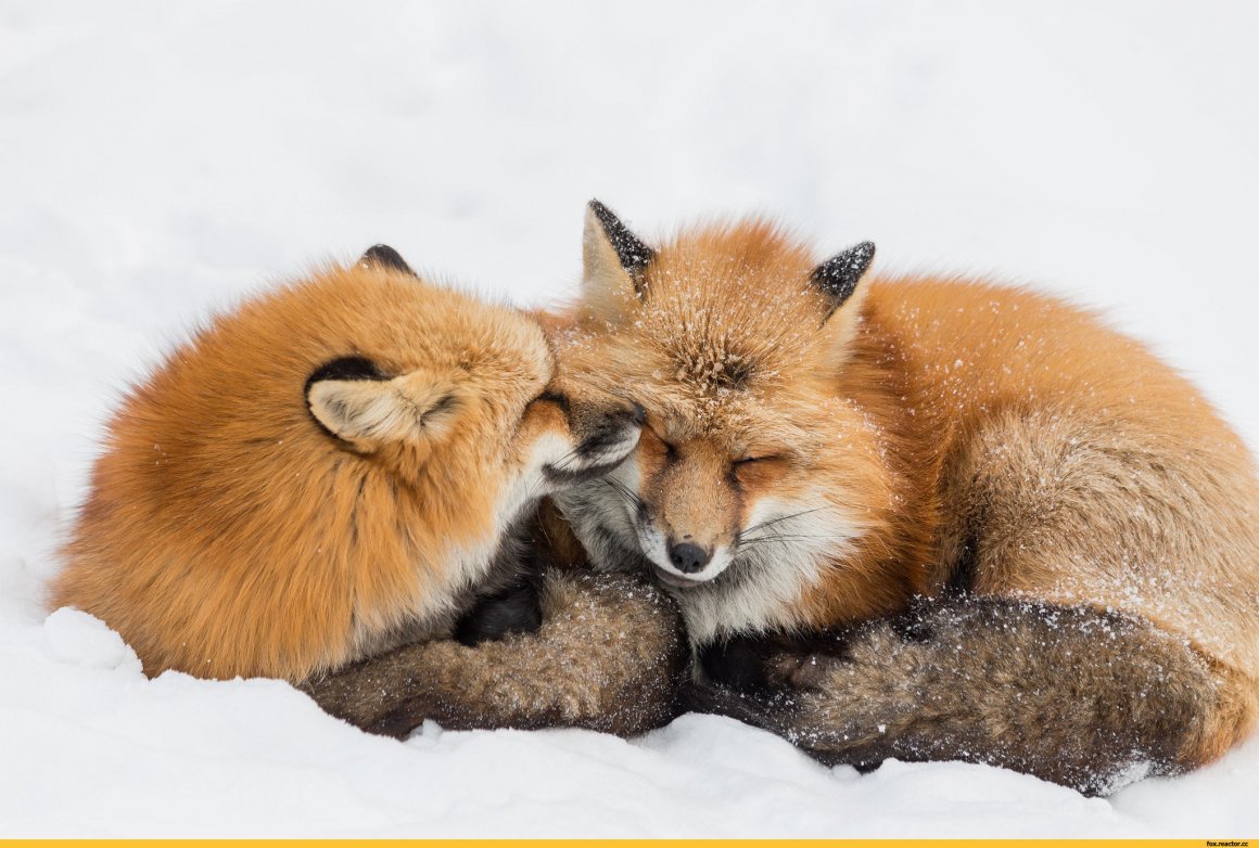 Два Лисенка спят