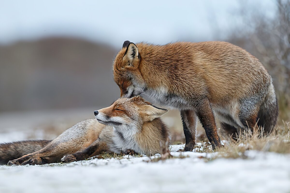 Розелин Раймонд лиса