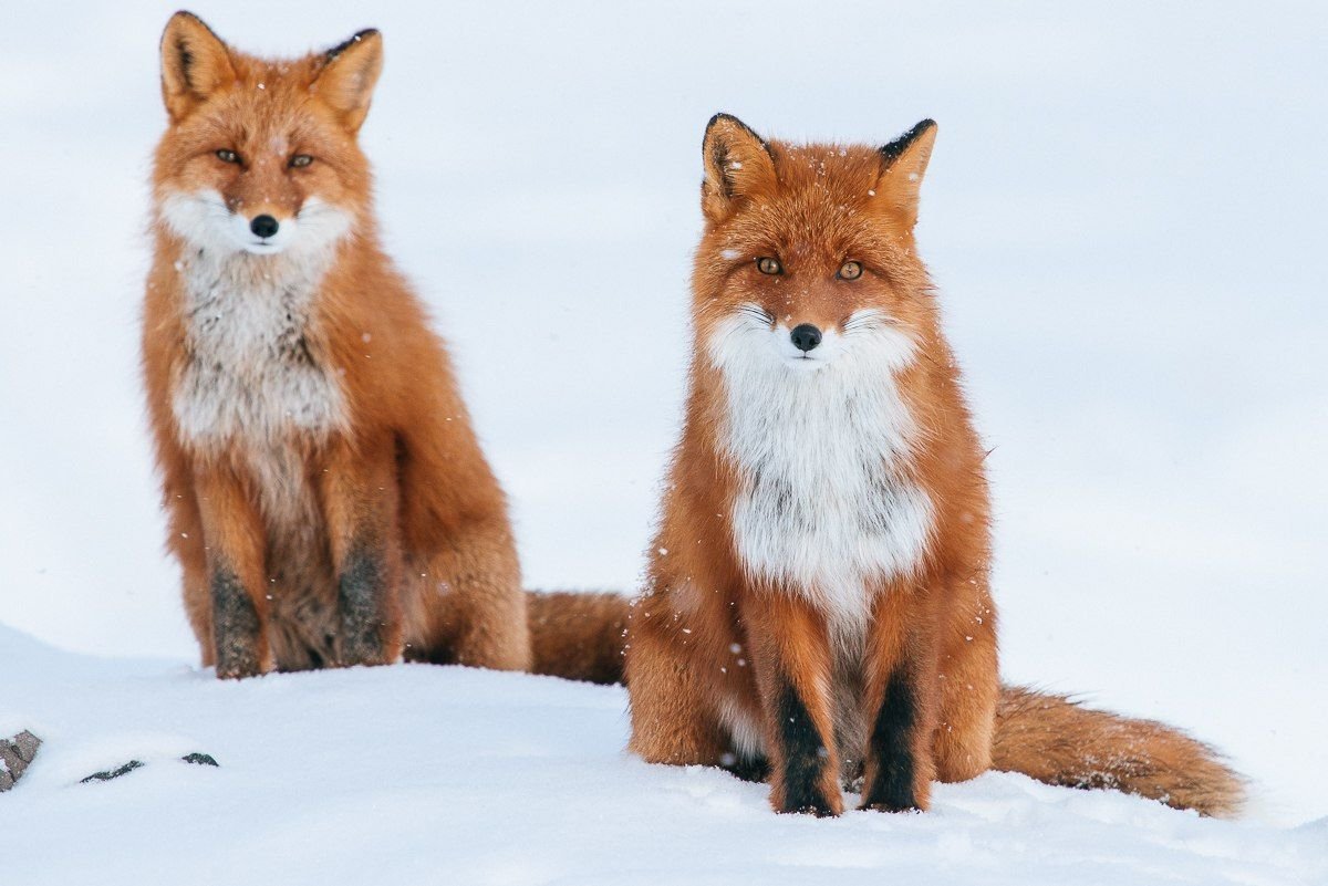 Лисы Якутии