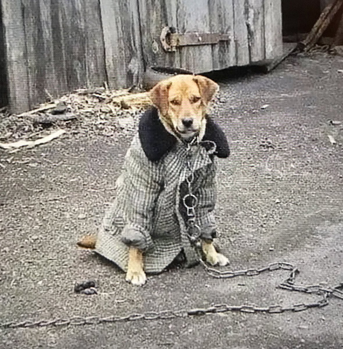 Пальто и собака