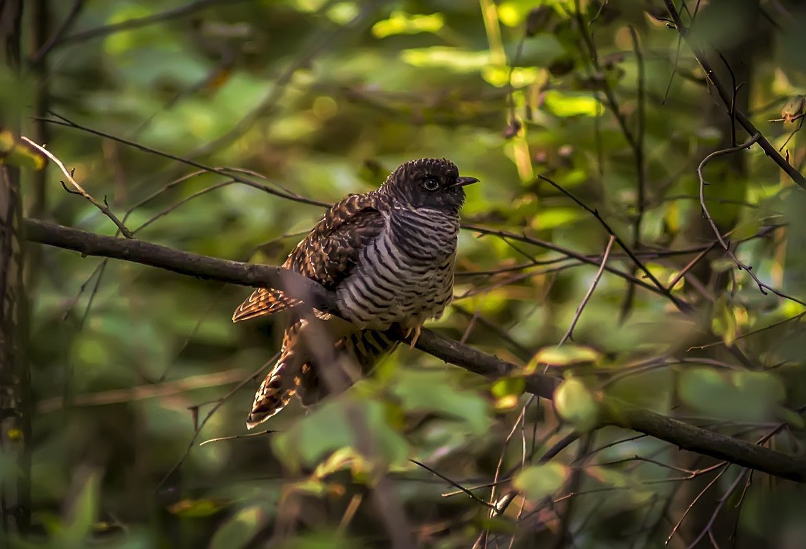 Лесные птицы Кукушка