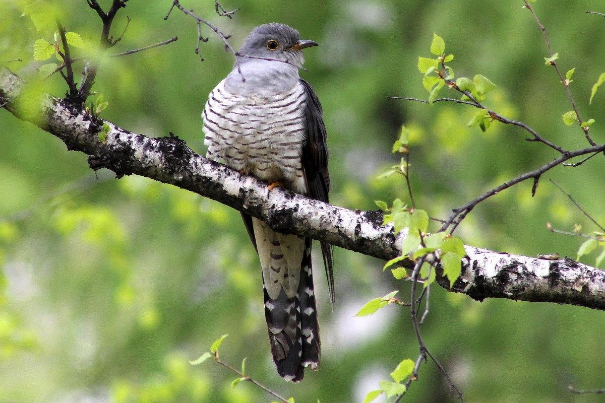 Обыкновенная Кукушка