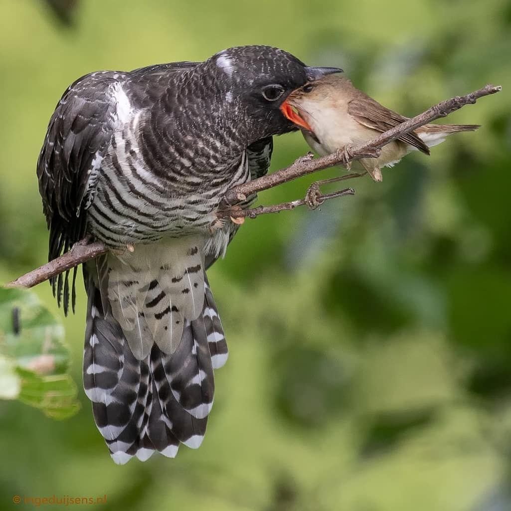 Весна птицы кукушки
