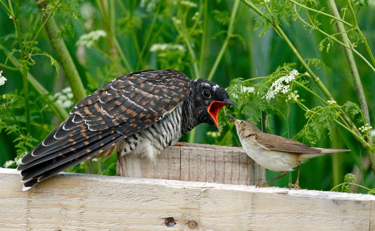 Иллюстрация к стихотворению Кукушка Благинина