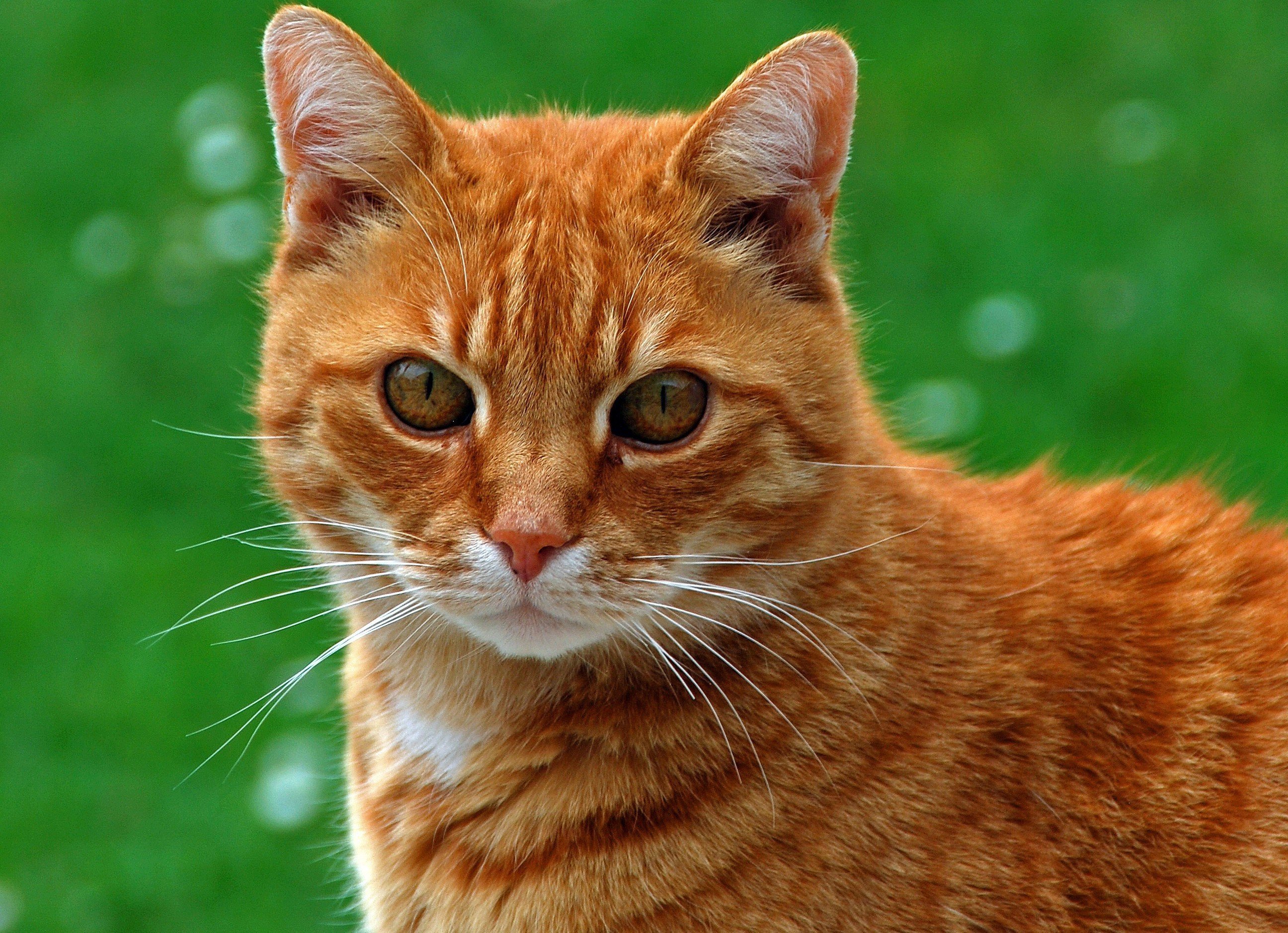 Говорите рыжего кота. Рыжий породистый кот. Рыжая кошка. Породистые рыжие коты. Огненно рыжие котята.