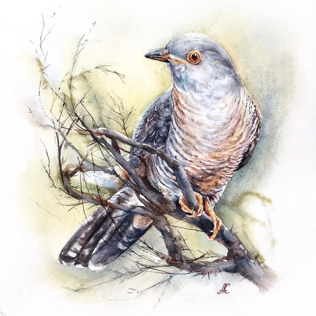 Кукушка сен Санс