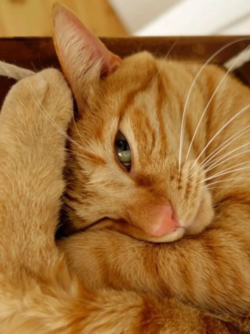 Рыжий кот