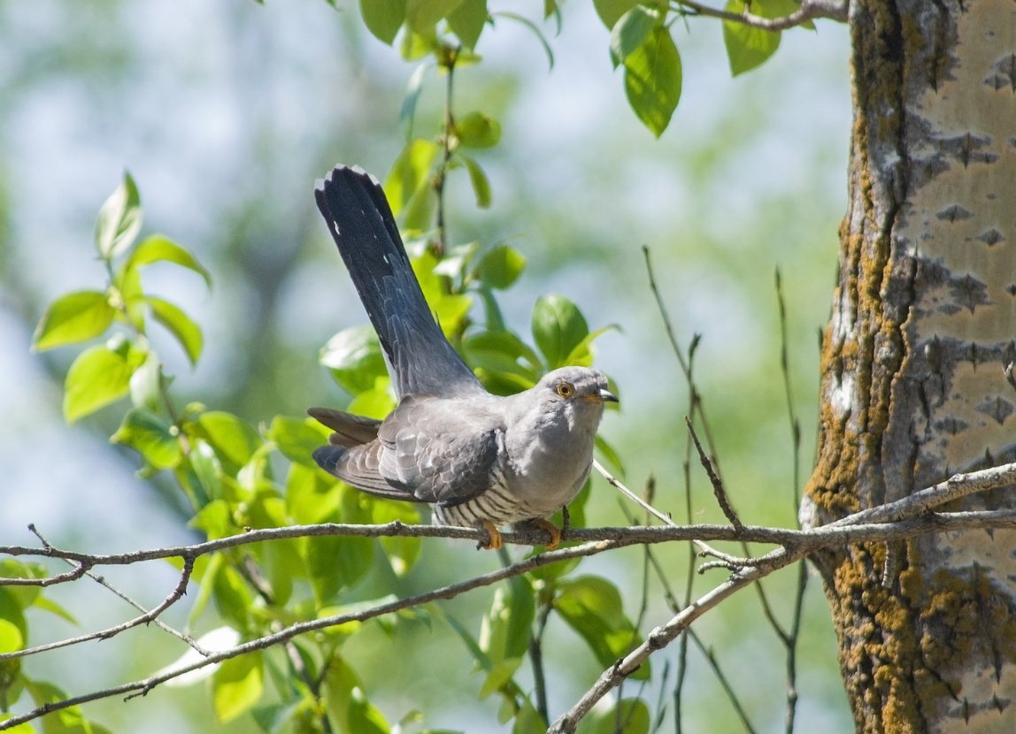 Кукушка на дереве фото