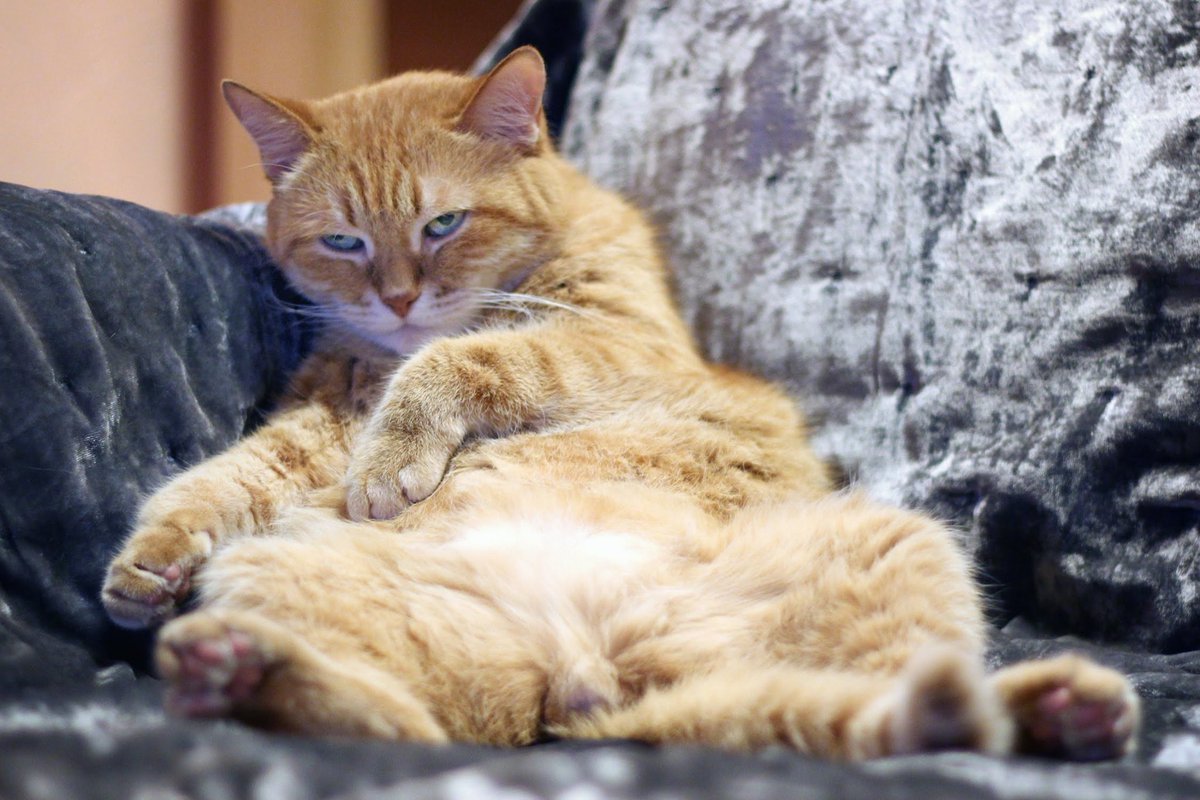 Счастливый рыжий кот