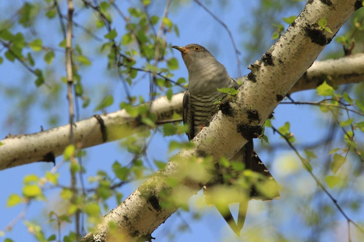 Иллюстрации Кукушонок Бианки