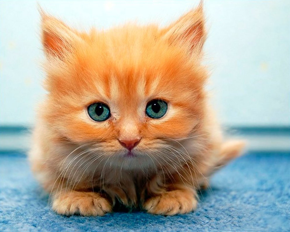 Смешной рыжий котенок