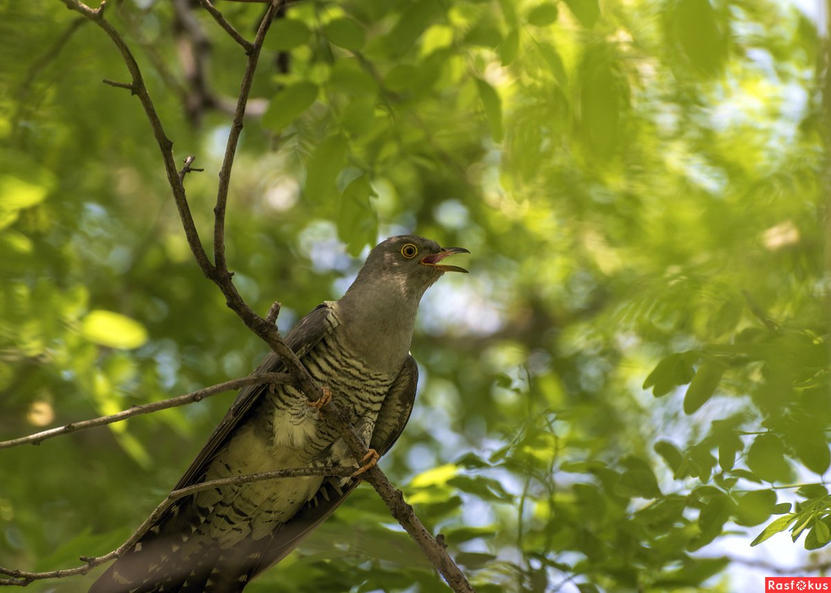 Орнитарий в Москве
