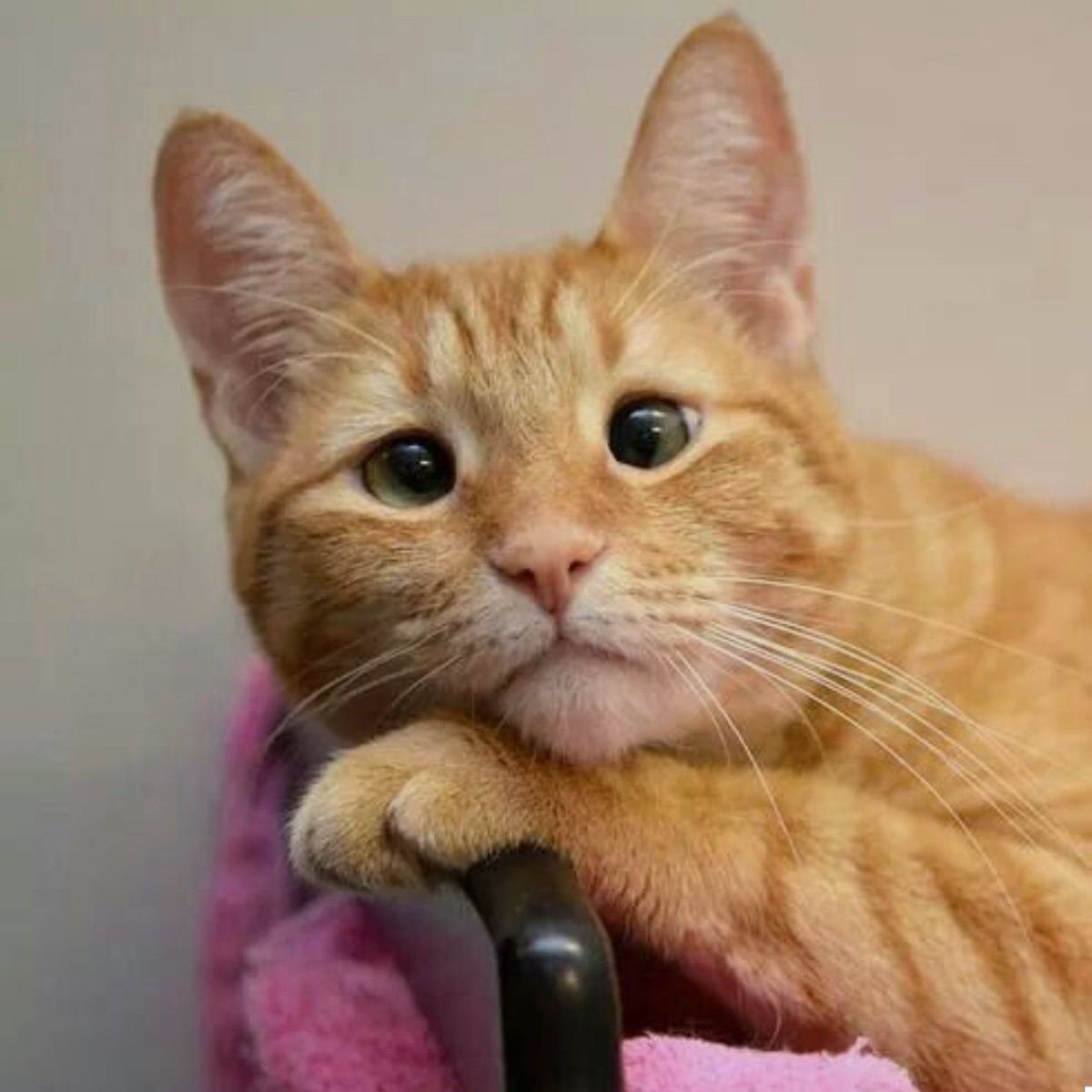 Смешной рыжий кот